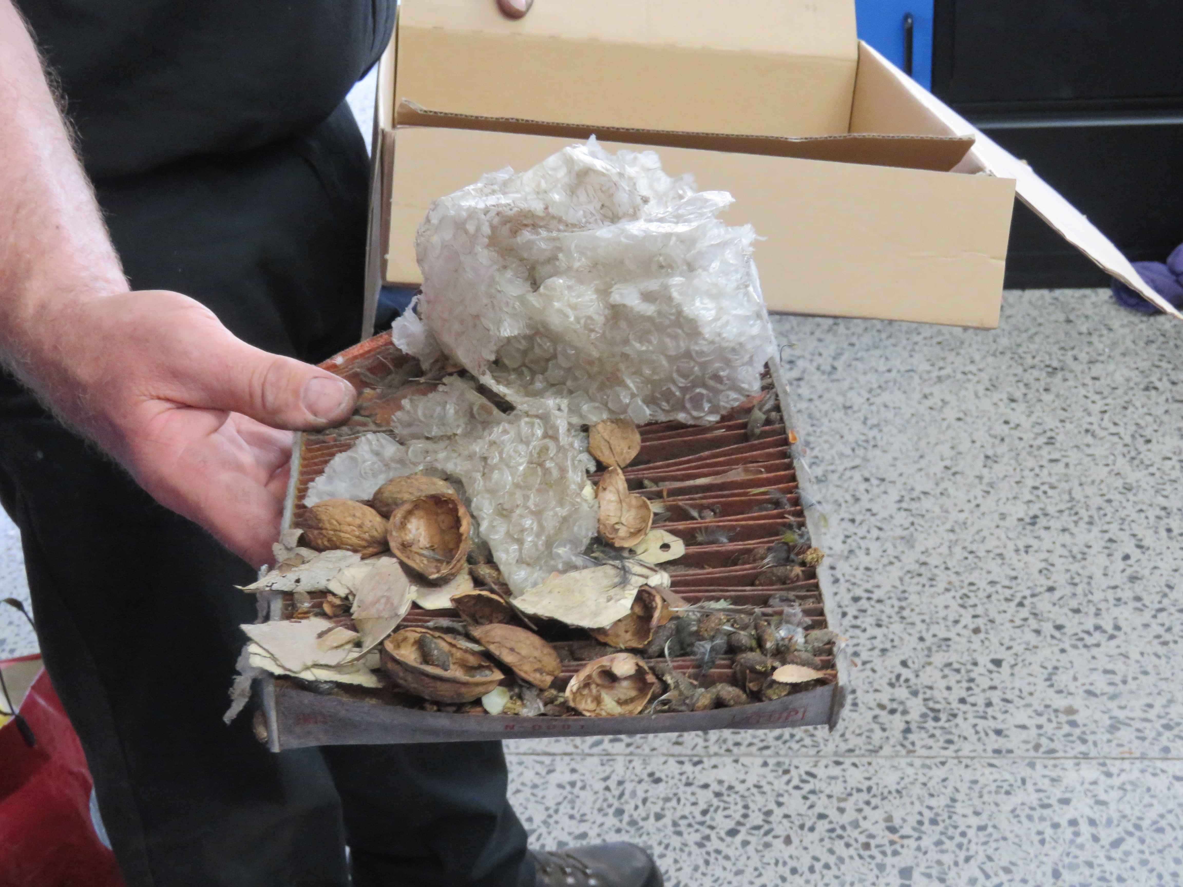 Cabin Filter pulled from customer's car, covered in rat feces and debris from rat nesting in glovebox.