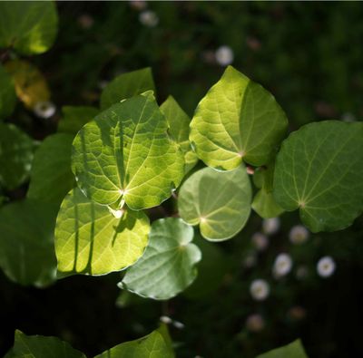 Kawakawa Herb Extract 100ml