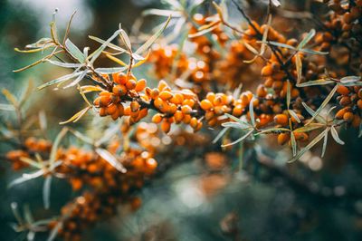 Sea Buckthorn 60 caps