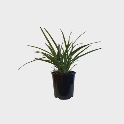 Dianella Nigra - NZ Flax Lily / Tūrutu 1.5L