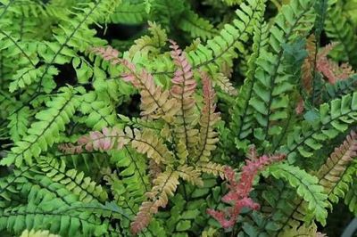 Adiantum hispidulum - Rosy Maidenhair - 2L