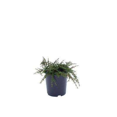 Coprosma Taiko - 2L