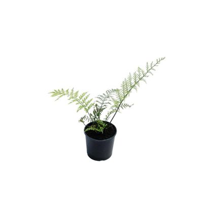 Asplenium Bulbiferum - Hen &amp; Chicken Fern / Pikopiko - 1.5L