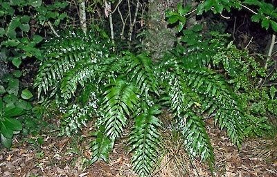 Asplenium Oblongifolium - Shining Spleenwort / Huruhuru - 1.5L