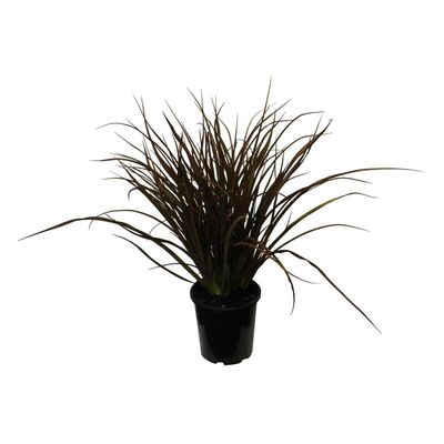 Phormium - Jack Spratt Ornamental Flax - 3L