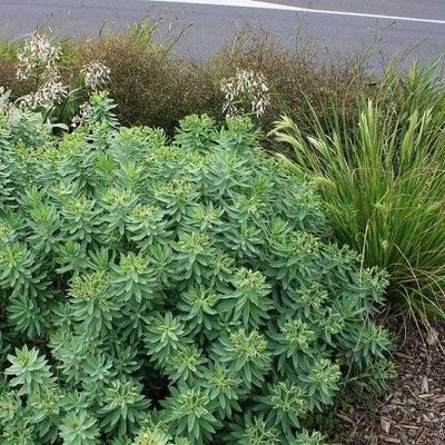 Euphorbia Glauca - Shore Spurge -1.5L