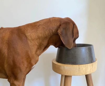 Concrete Dog Bowl - Large