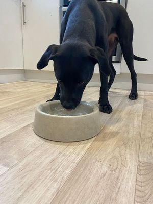 Medium Concrete Bowl