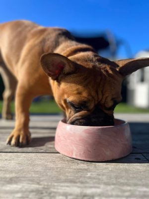 Concrete Dog Bowl - Small