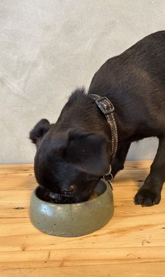 Concrete Dog Bowl - Mini