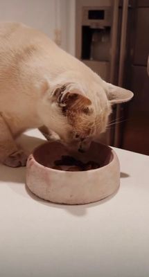 Concrete Cat Bowl - Mini