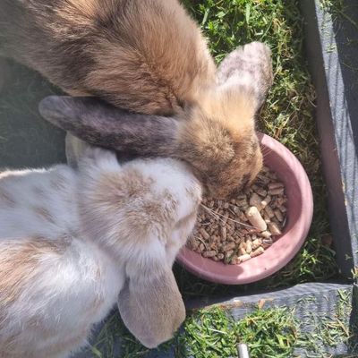 Concrete Pet Bowl - Mini