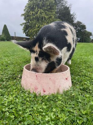 Concrete Pet Bowl - Large