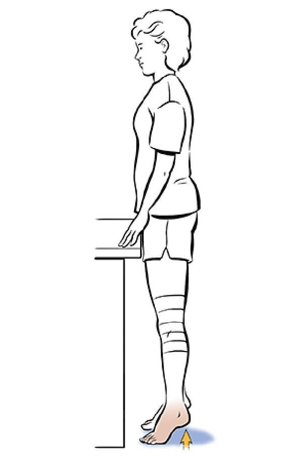 The Ankle & Foot - Heel Raises