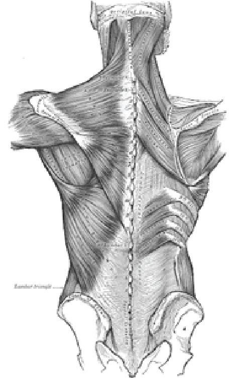 Lower Back Stretches