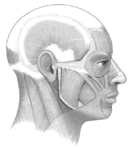 Strengthening and Stretching the Neck