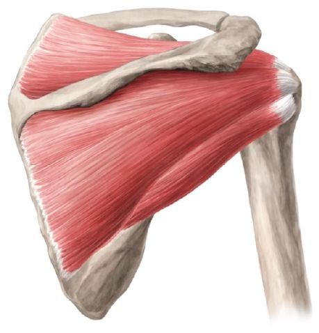 Rotator Cuff