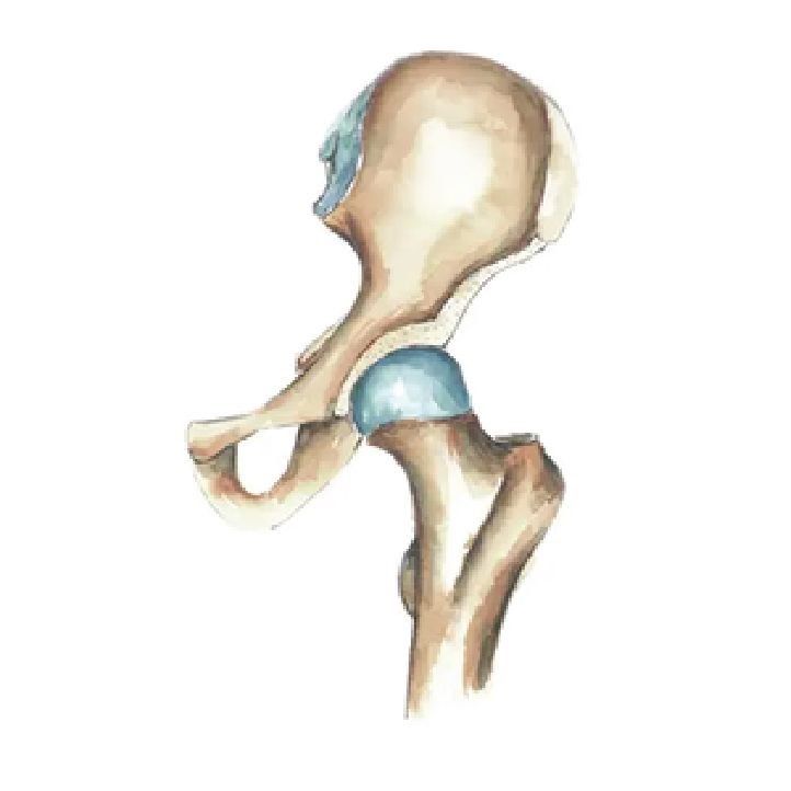 Strengthening and Stretching the Hip