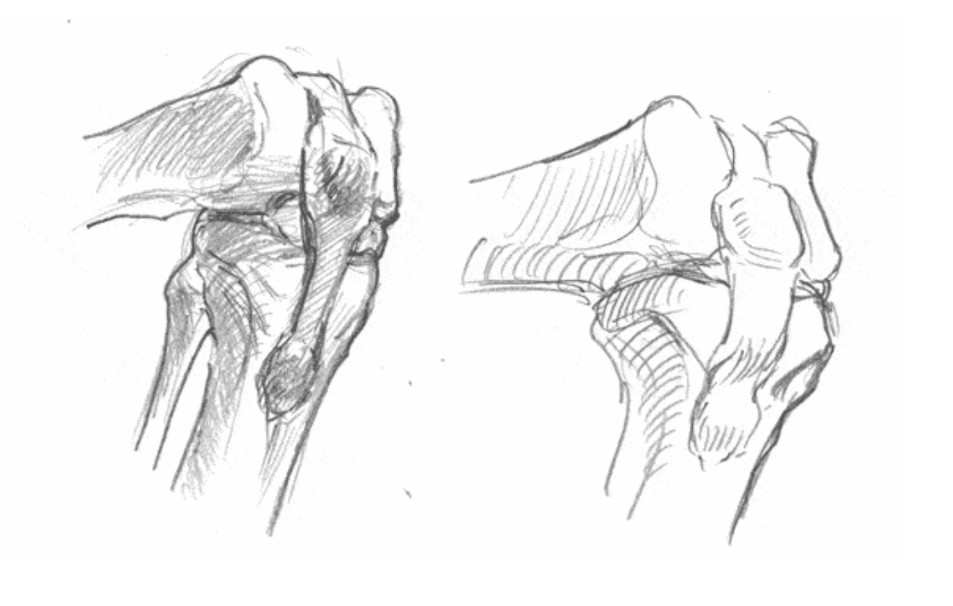 Rotator Cuff