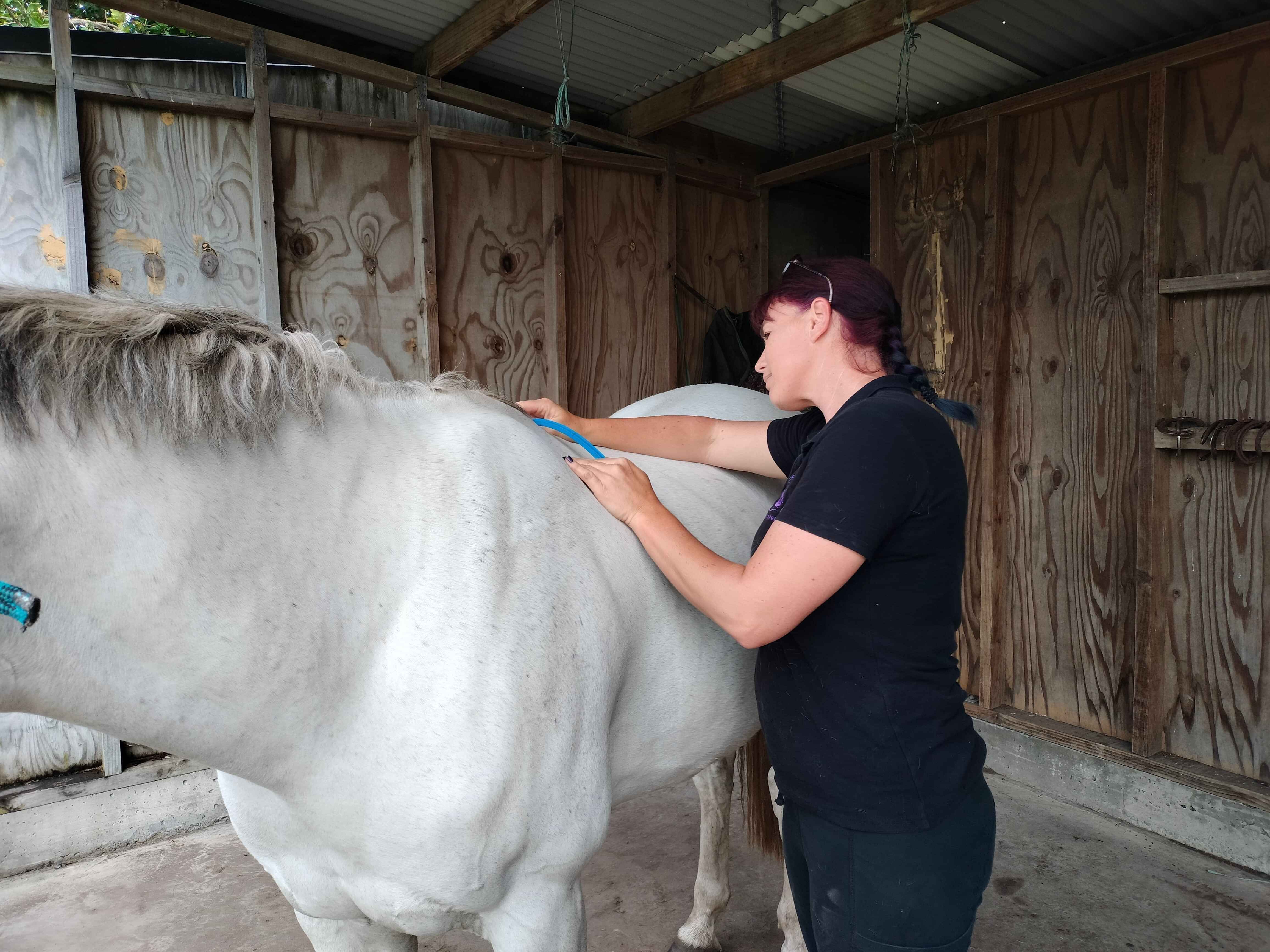 Saddle fitter measuring horse