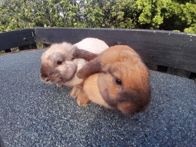 Baby Mini Lop - TOFFEE