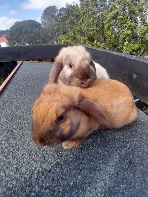 Baby Mini Lop - ASHY