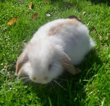 Mini Lop Baby - CASSANOVA