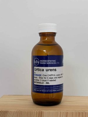 Urtica urens