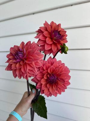 Dahlia &#039;American Dawn&#039; tuber