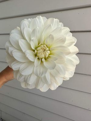 Dahlia &#039;Bride to Be&#039; tuber