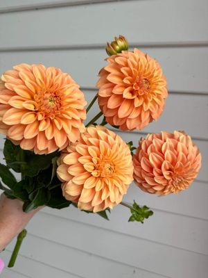 Dahlia &#039;Bracken Palomino&#039; tuber