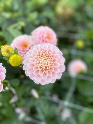 Dahlia &#039;Wizard of Oz&#039; tuber