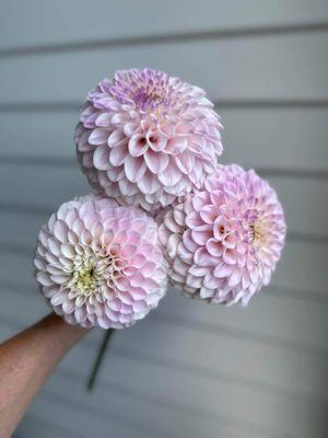 Dahlia &#039;Pink Pearl&#039; Tuber