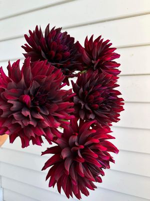 Dahlia &#039;Hollyhill Black Beauty&#039; Tuber