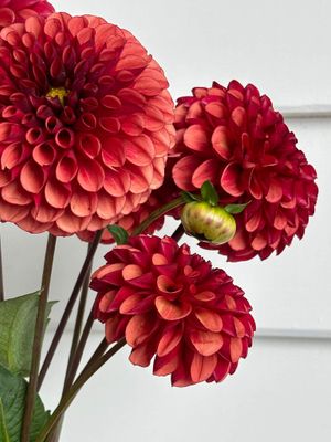 Dahlia &#039;Copper Boy&#039; Tuber