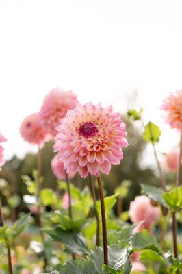 Dahlia &#039;Coralie&#039; tuber