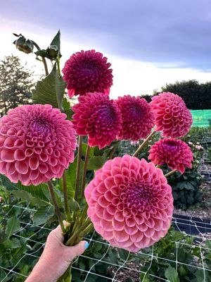 Dahlia &#039;Hapet Coppery&#039; tuber