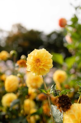 Dahlia &#039;Golden Sceptre&#039; tuber