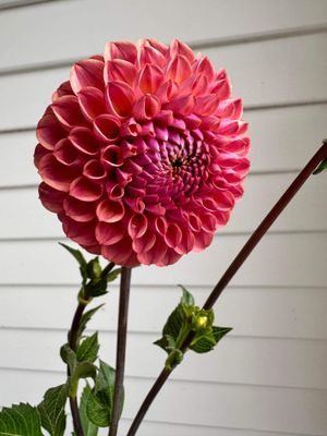 Dahlia &#039;Caitlyn&#039;s Joy&#039; tuber