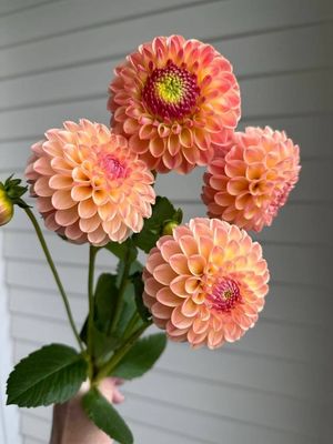 Dahlia &#039;L.A.T.E&#039; tuber