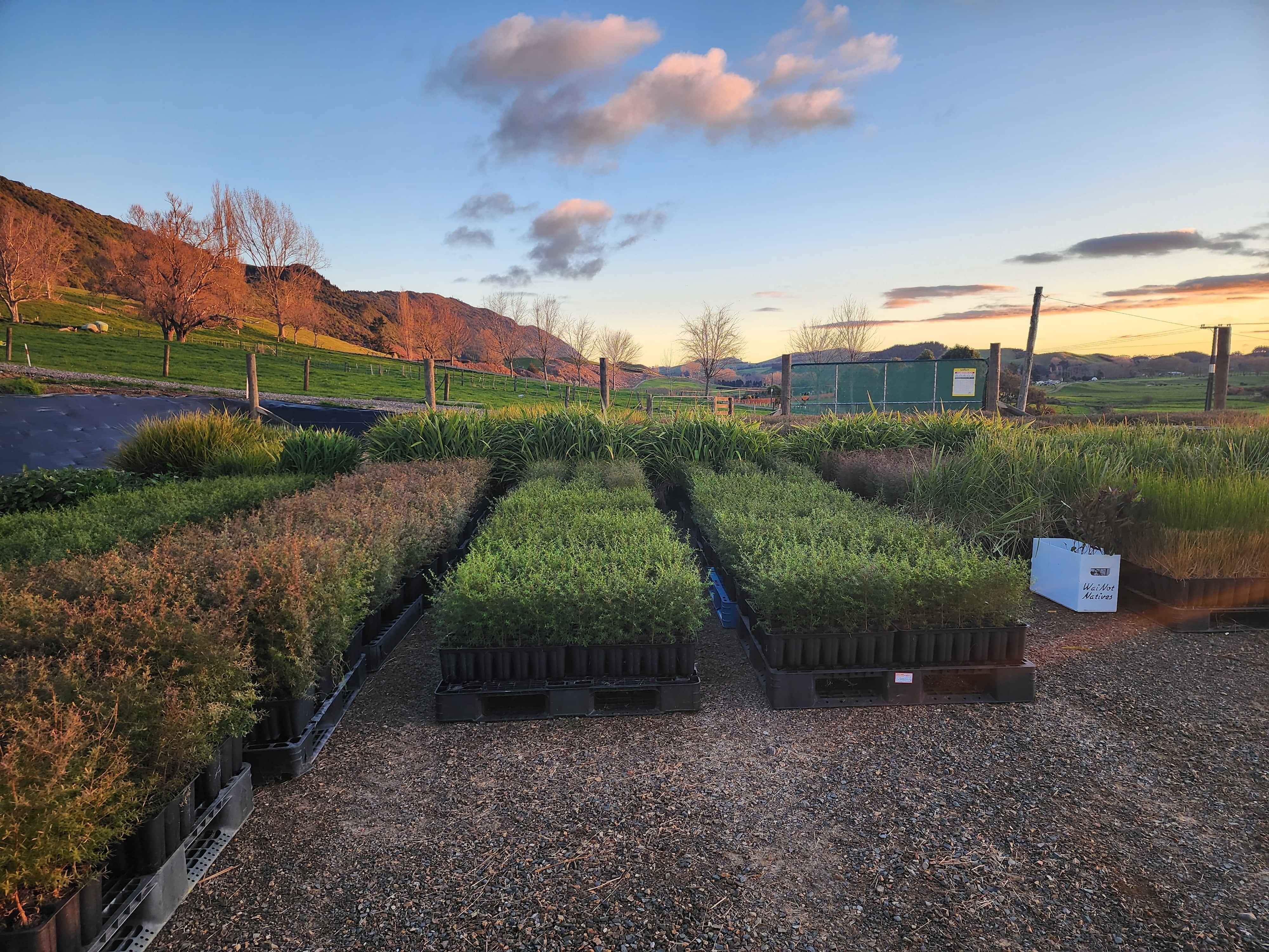 WaiNot Native Nursery Ellebags