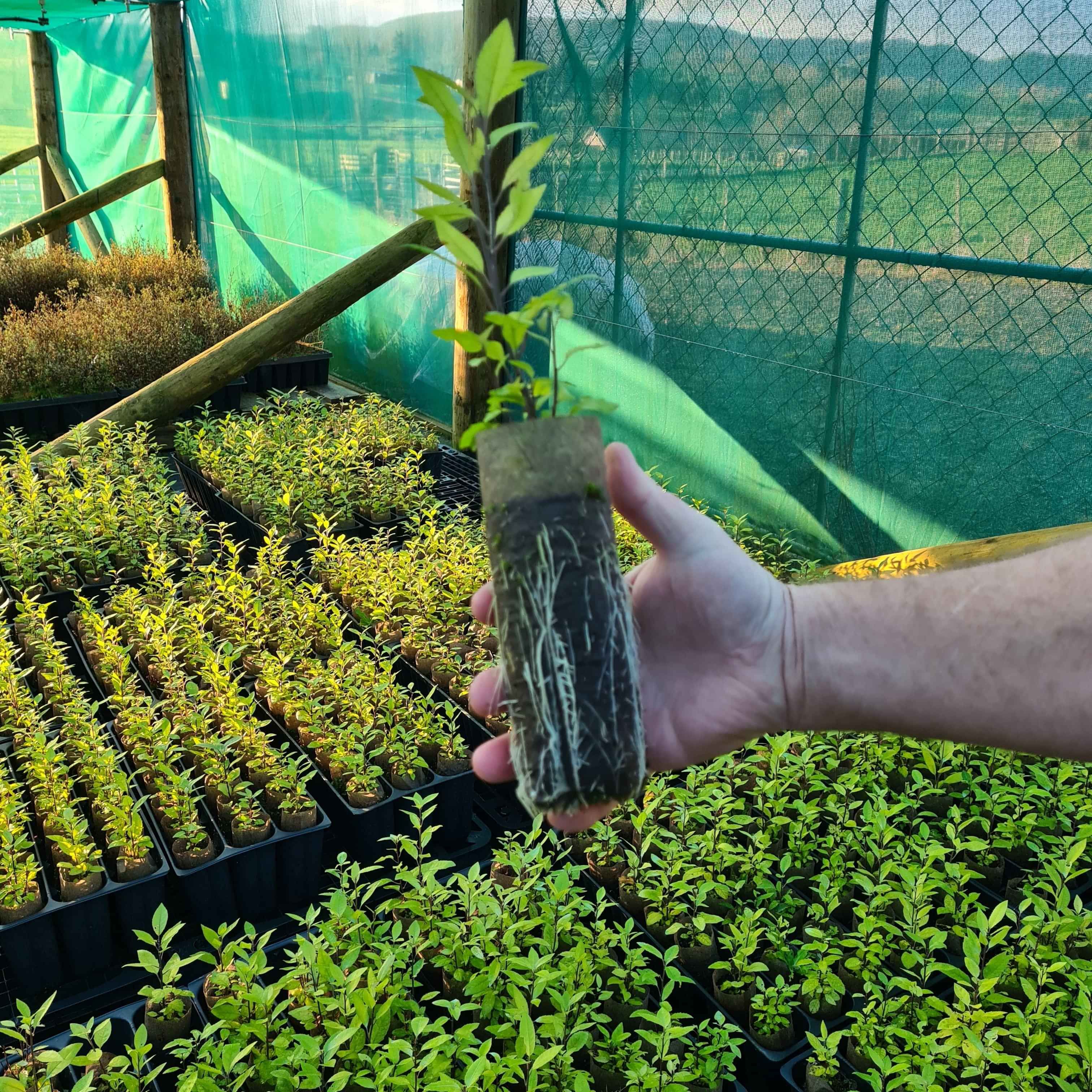 Ellebag native plants