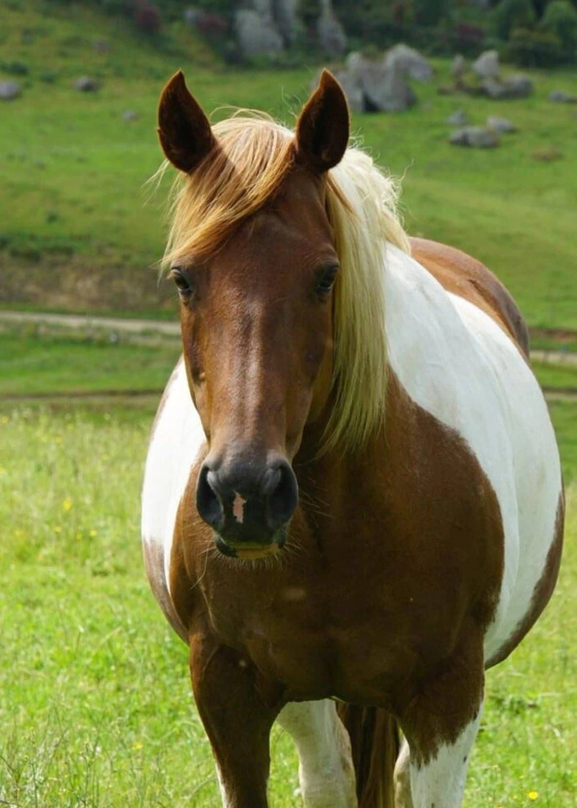 RDA Horse, Honey Puff