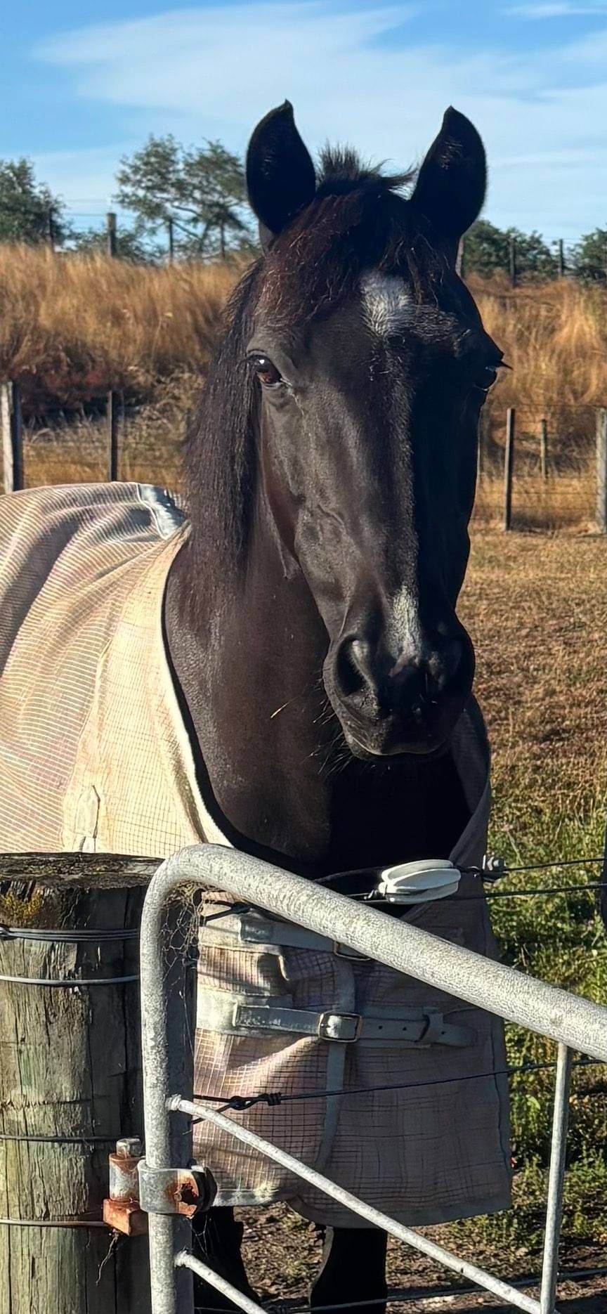RDA horse, Toby