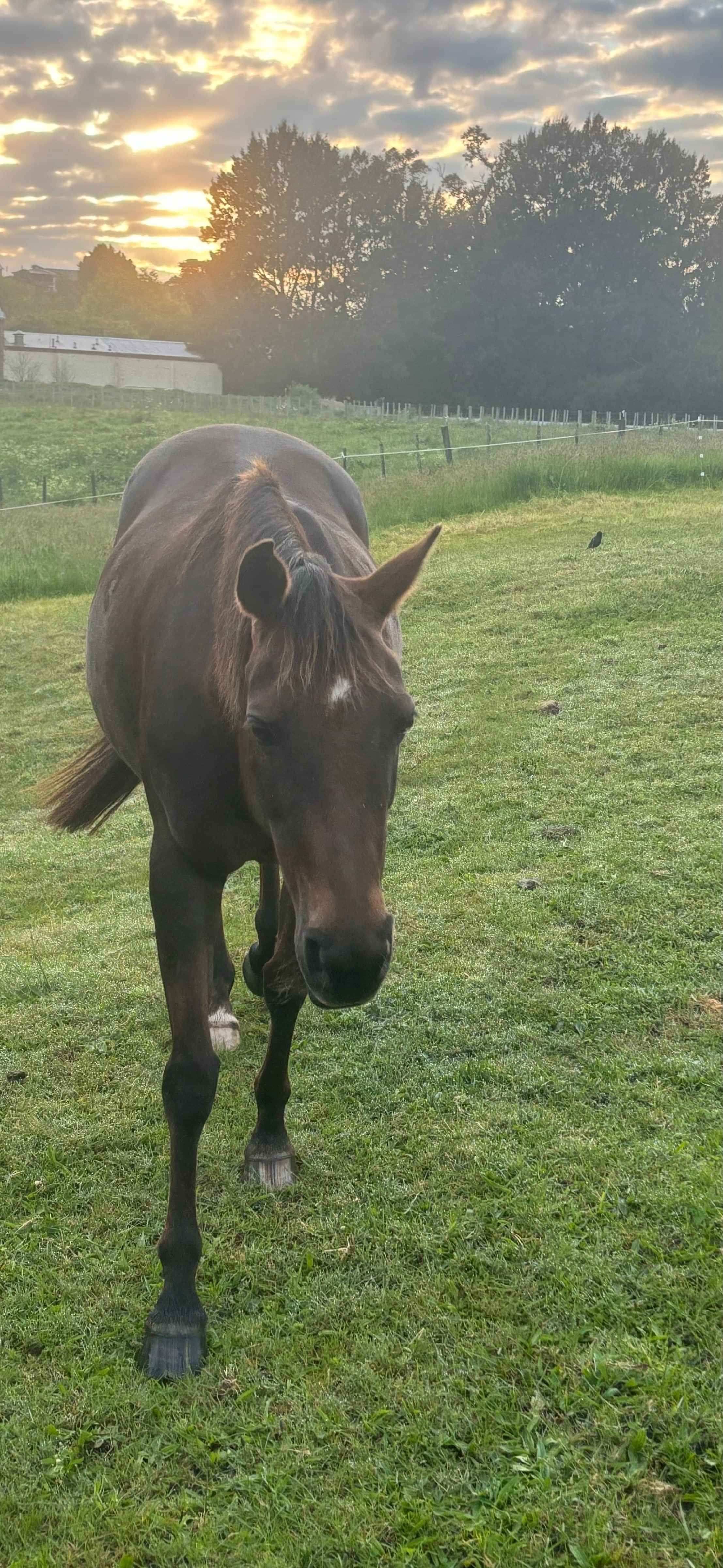 RDA horse, Cloud