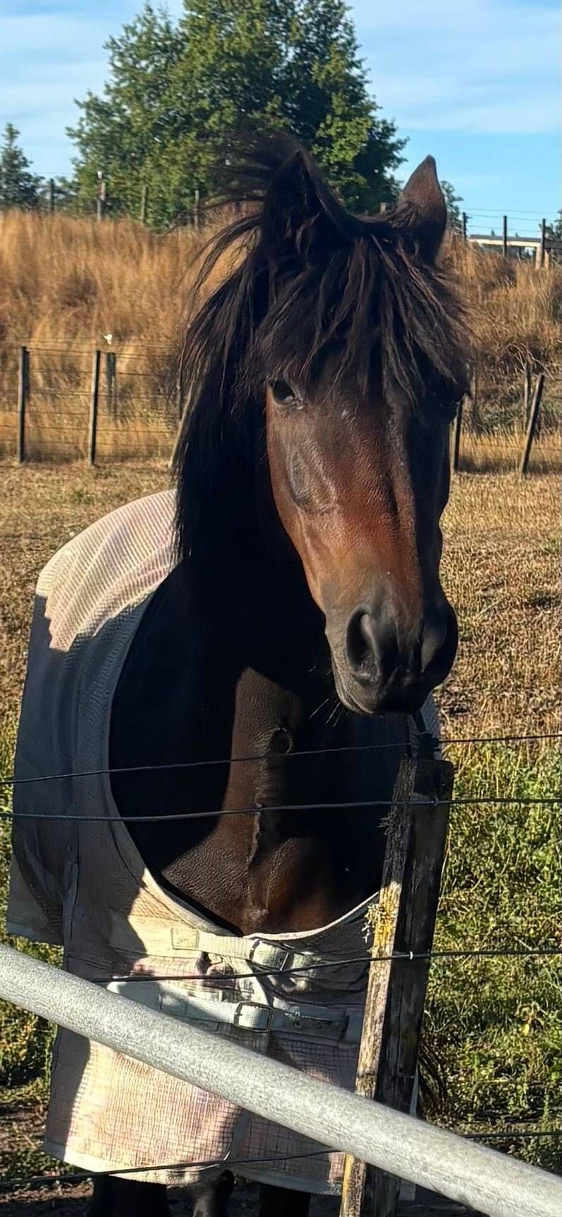 RDA Horse, Pepsi