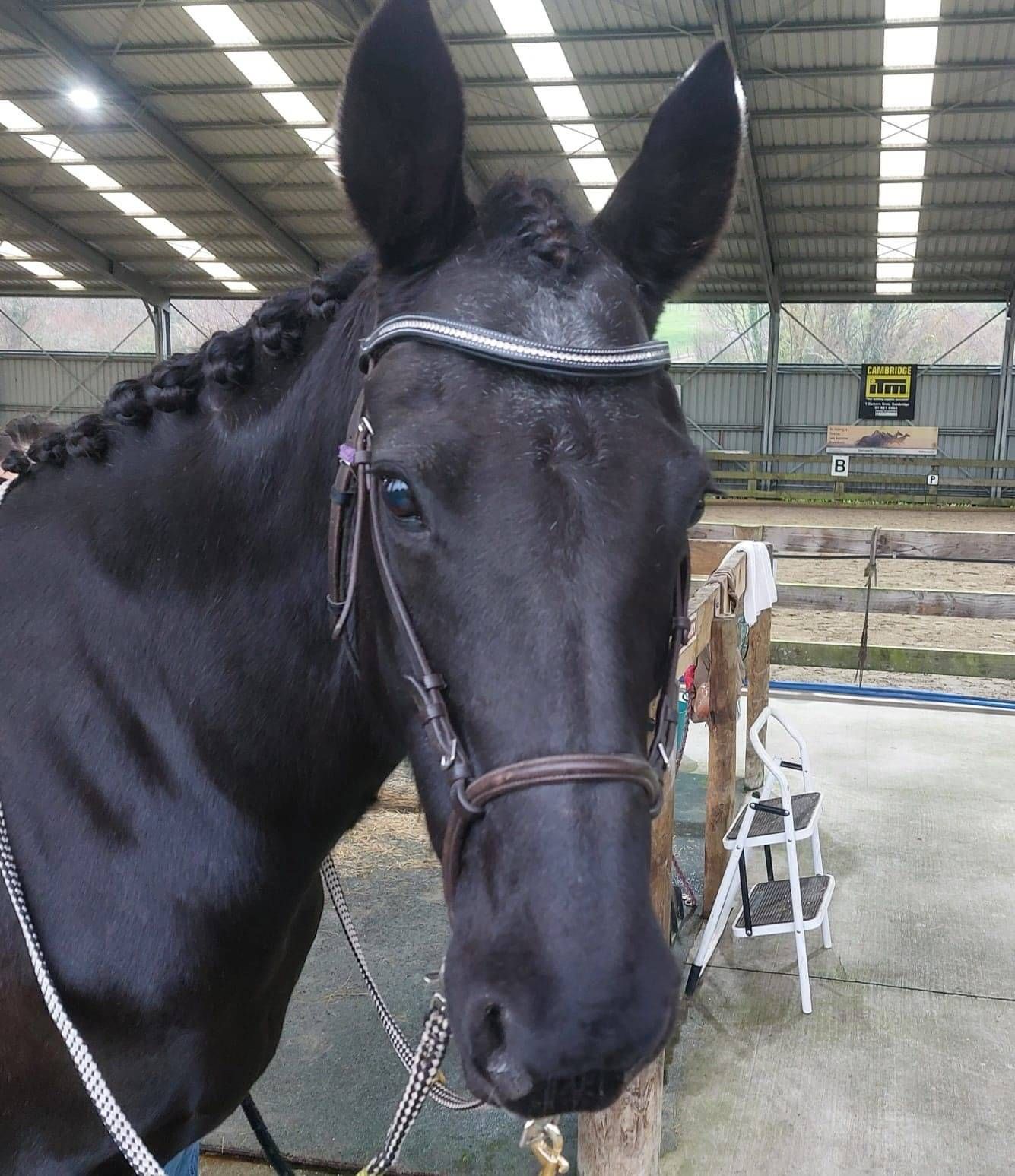 RDA Horse, Valentine