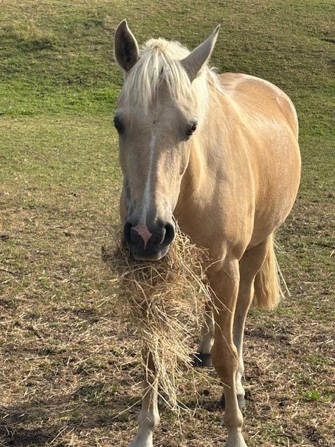 RDA Horse, Valentine