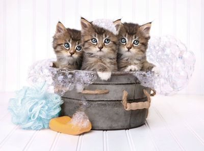 Clementoni 500 Piece Jigsaw Puzzle: Kittens &amp; Soap