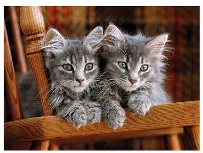 Clementoni 500 Piece Jigsaw Puzzle: Two Grey Kittens